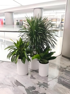 领略宁波前湾盆景出租设计，焕新空间魅力